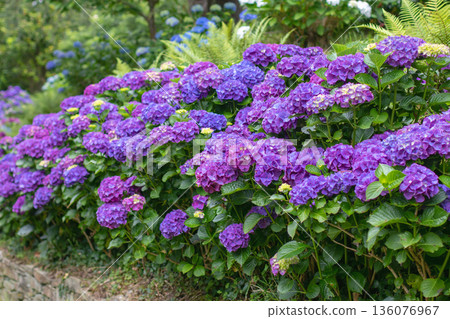 Purple bigleaf hydrangea hedge in forest garden on retaining wall Purple bigleaf hydrangea hedge in forest garden on retaining wall 136076967