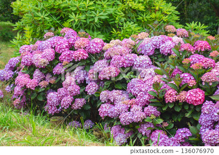 Abundant bigleaf hydrangea with rare bicolor pink and purple flowers Abundant bigleaf hydrangea with rare bicolor pink and purple flowers 136076970