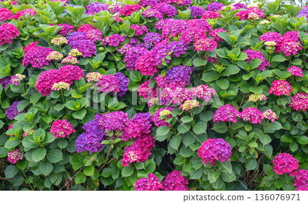 Bigleaf hydrangea hedge with pink and purple blooms and yellow buds 136076971