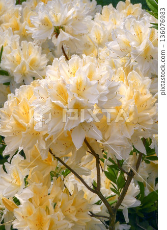 Rhododendron molle deciduous azalea with yellow-cream blooms vertical image 136076983