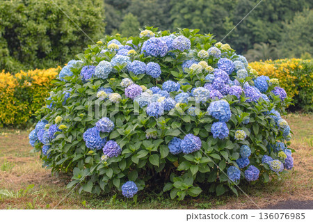Blue hydrangea macrophylla bush with large blooms and yellow buds against japanese euonymus hedge Blue hydrangea macrophylla bush with large blooms and yellow buds against japanese euonymus hedge 136076985
