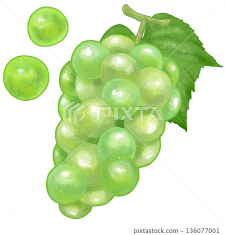 Realistic Muscat illustration 136077001