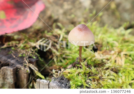 Cute brown mushrooms and red fallen leaves in autumn 136077246
