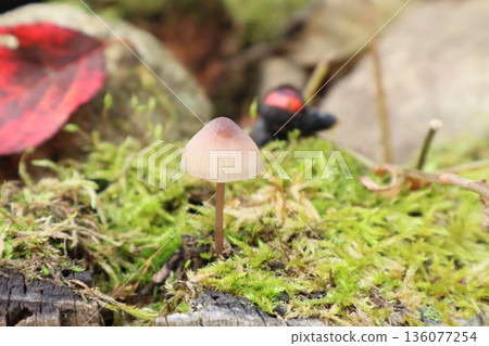 Cute brown mushrooms and red fallen leaves in autumn Cute brown mushrooms and red fallen leaves in autumn 136077254