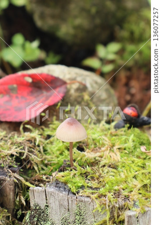 Cute brown mushrooms and red fallen leaves in autumn Cute brown mushrooms and red fallen leaves in autumn 136077257
