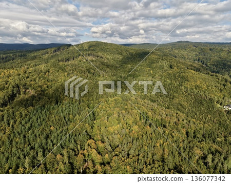 Peaceful Forested Scenery Offers Unique Opportunities For Ecotourism And Immersive Hiking Experiences 136077342
