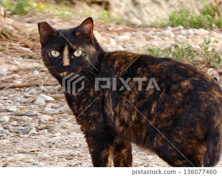 Watchful cat on trail, Vigilant cat with mottled coat surveys rocky landscape with cautious curiosity 136077460