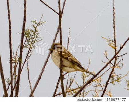 Bird on branch, Closeup of sparrow sitting quietly on delicate branches with gentle sky background Bird on branch, Closeup of sparrow sitting quietly on delicate branches with gentle sky background 136077477