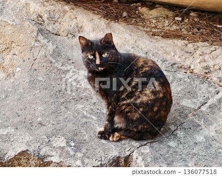 Seaside feline with curled tail, Animal sitting on coastline with mottled coat and peaceful atmosphere 136077518