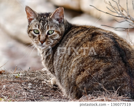 Observant cat among dry vegetation, Vigilant domestic feline with dense fur amid rocky surroundings 136077519