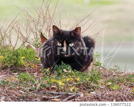Lowprofile tortoiseshell cat remains concealed in seaside greenery while observing surroundings intently 136077522