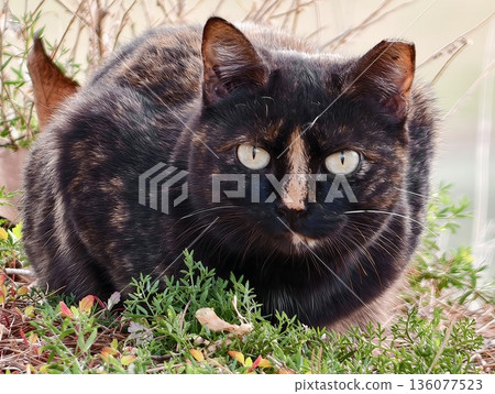 Elegant portrait of vigilant tortoiseshell feline amidst lush low vegetation and gentle lighting Elegant portrait of vigilant tortoiseshell feline amidst lush low vegetation and gentle lighting 136077523