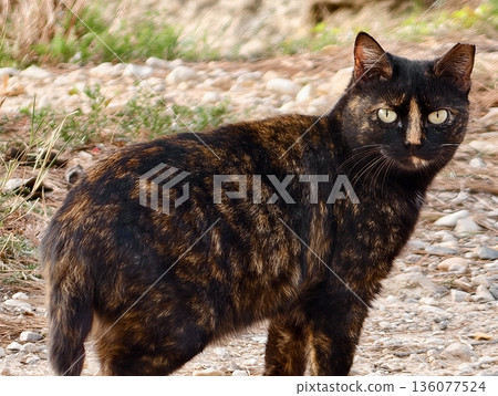 Feline on gravel, Vigilant outdoor cat with mottled fur enthusiastically surveying rustic rural landscape 136077524