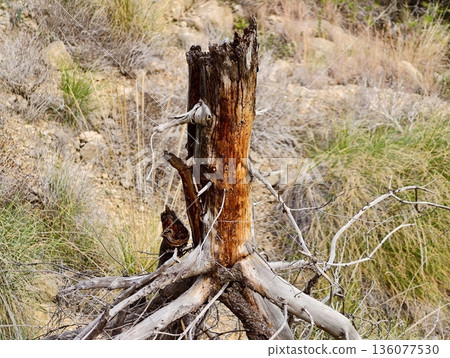 Ancient roots and weathered wood, Rustic decay depicted through rugged textures and exposed roots 136077530