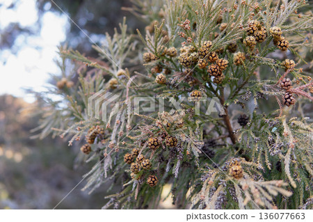 After the cedar fruit splits open and the seeds come out [Winter nuts] 136077663