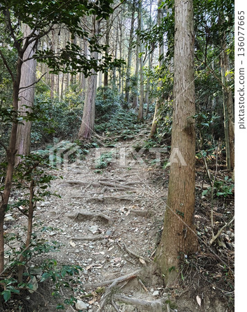 A steep hiking trail to Mt. Ishison [Outer Chichibu Seven Peaks Traverse Hiking Course] Ogawa Town, Saitama Prefecture 136077665