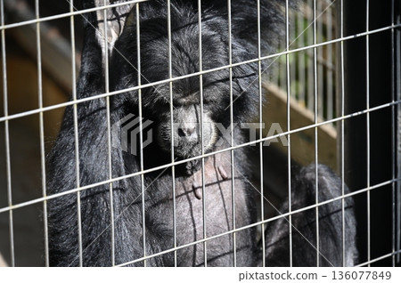 Siamang in a cage 136077849