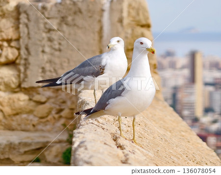 Birds rest on sunny wall, Birds perched peacefully observing harbor scenery with gentle sea breeze Birds rest on sunny wall, Birds perched peacefully observing harbor scenery with gentle sea breeze 136078054