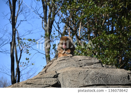 Monkey picking fleas Monkey picking fleas 136078642