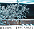 Winter frost flowers on the window 136078681