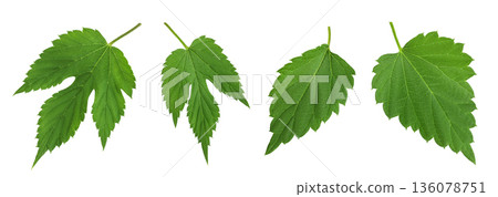 Hop cone leaves isolated on white background. Beer brewing ingredients 136078751