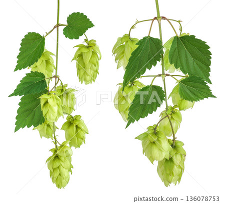 Hop cones branch isolated on white background. Beer brewing ingredients 136078753