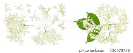 Elderberry flower or Sambucus nigra isolated on a white background. Elderberry flower or Sambucus nigra isolated on a white background. 136078766
