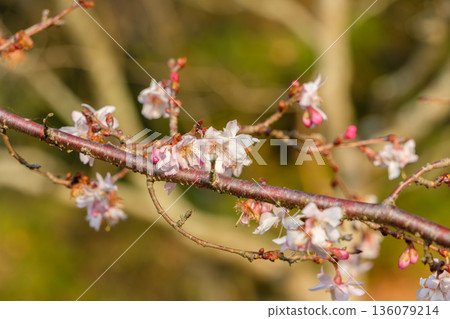 暮色中，冬櫻花枝條沐浴在陽光下。 136079214