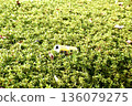 Don't throw empty cans in the flower beds 136079275