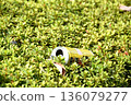 Don't throw empty cans into the flowerbed 136079277