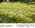 Don't throw empty cans in the flower bed 136079279