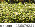 Littering cans in the flowerbed 136079281