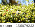Empty cans littered in the flowerbed 136079282