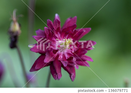 Aquilegia Bordeau Barlow is a columbine with double purple flowers 136079771