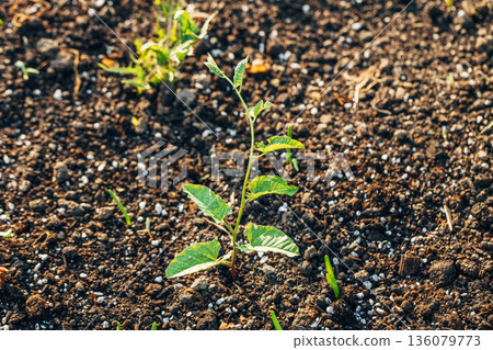 A young shoot of morning glory (Convolvulus sepium) in a field, a weed A young shoot of morning glory (Convolvulus sepium) in a field, a weed 136079773