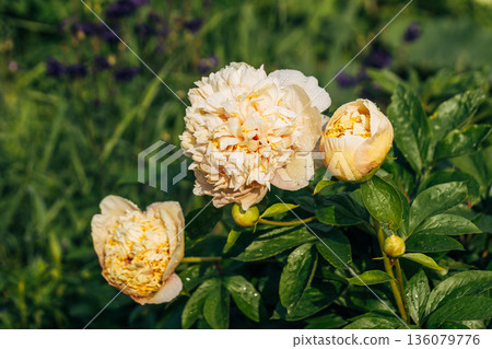 Blooming Quitzin peony in the garden 136079776