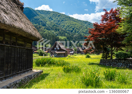 Traditional rice fields and gassho houses in Shirakawa-go village, Japan Traditional rice fields and gassho houses in Shirakawa-go village, Japan 136080067