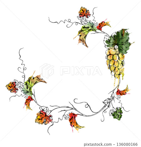Airy wreath frame of pale muscat, riesling grape clusters on circle curving vine with ink outline of tendrils, leaves. Wine bottle labels, vineyard stationery, beverage and dessert menus, farm tours Airy wreath frame of pale muscat, riesling grape clusters on circle curving vine with ink outline of tendrils, leaves. Wine bottle labels, vineyard stationery, beverage and dessert menus, farm tours 136080166