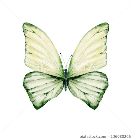 Vibrant green blue butterfly viewed from above,delicate wing veins,reminiscent of Morpho species.Light,airy watercolor symbolizes summer freedom,weightlessness,for nature designs,seasonal branding Vibrant green blue butterfly viewed from above,delicate wing veins,reminiscent of Morpho species.Light,airy watercolor symbolizes summer freedom,weightlessness,for nature designs,seasonal branding 136080206