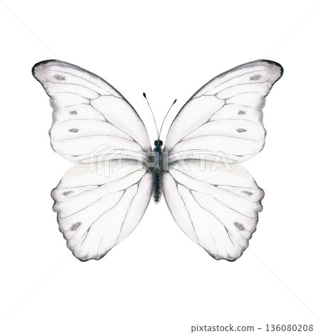 White butterfly with delicate shimmering pattern,inspired by the Morpho godartii Bolivia.Symbolizing departed souls,purity,innocence,for memorial designs,spiritual themes,gentle art prints White butterfly with delicate shimmering pattern,inspired by the Morpho godartii Bolivia.Symbolizing departed souls,purity,innocence,for memorial designs,spiritual themes,gentle art prints 136080208