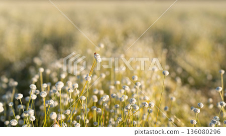 Eriocaulon henryanum flower field under sunlight 136080296