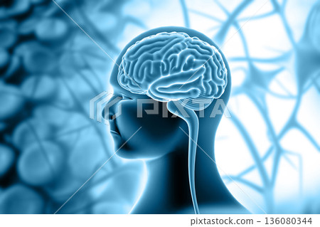Human brain anatomy Human brain anatomy 136080344