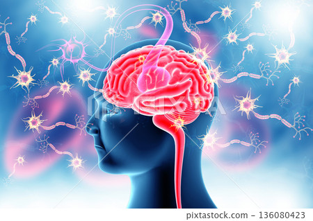 Human brain anatomy and Neuron cells Human brain anatomy and Neuron cells 136080423