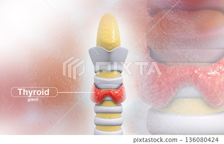Thyroid gland 136080424