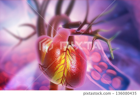 Anatomy of Human Heart with red bloodcells Anatomy of Human Heart with red bloodcells 136080435