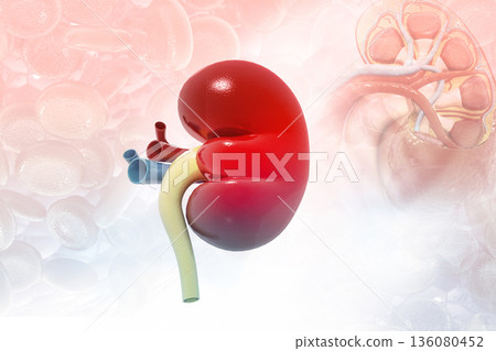 Human kidney anatomy Human kidney anatomy 136080452