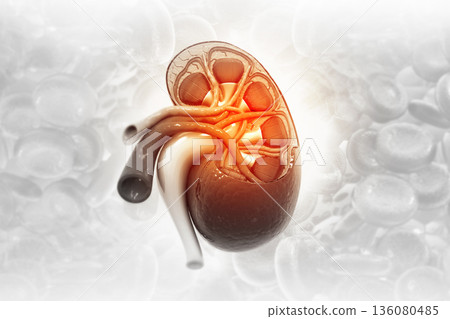Human kidney anatomy 136080485
