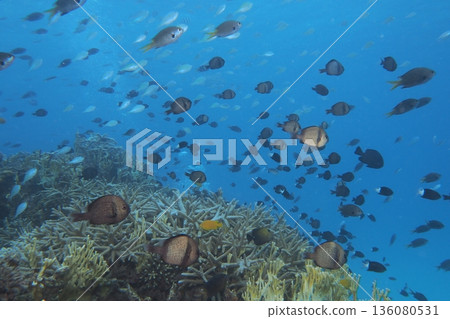 沖繩的蔚藍大海和魚類 136080531