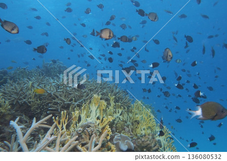 珊瑚、蔚藍的海、魚－沖繩的海 136080532