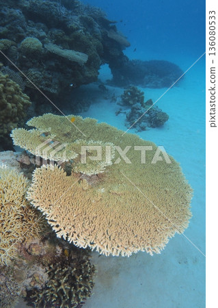 Coral reefs spread across the sea of Zamami Island Coral reefs spread across the sea of Zamami Island 136080533